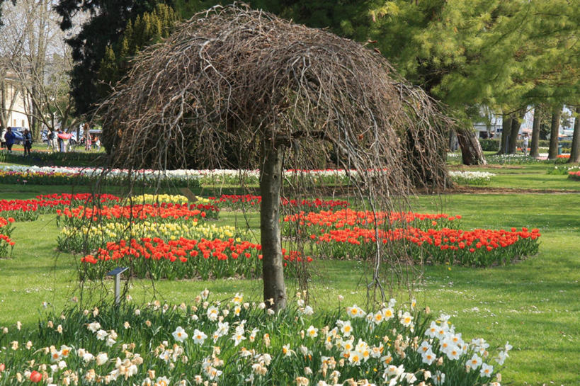 公园,植物园,横图,室外,草坪,美景,郁金香,瑞士,许多,丰富,盛开,花坛,景观,很多,花蕾,草,花,花瓣,花朵,鲜花,树,自然,春天,花苞,花蕊,景色,摄影,生长,清新,自然风光,沃州,彩图,景观设计