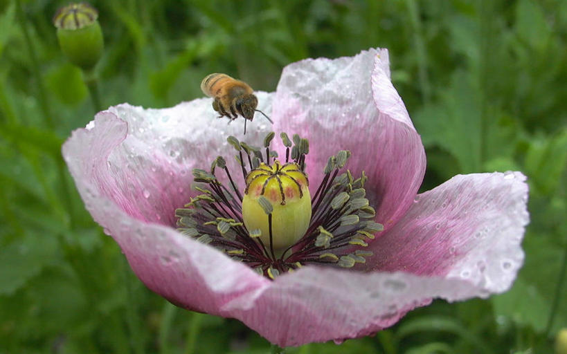 无人,横图,室外,特写,白天,蜜蜂,澳大利亚,粉色,自然,摄影,生长,雄蕊,授粉,昆士兰州,彩图