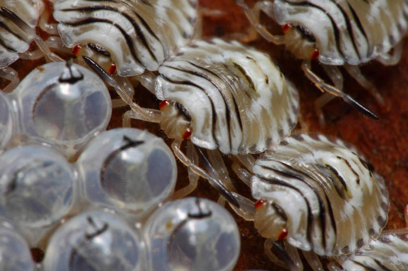 无人,横图,室外,特写,白天,巴西,一排,整齐,昆虫,排列,自然,动物,摄影,队列,卵,开端,彩图,蛆