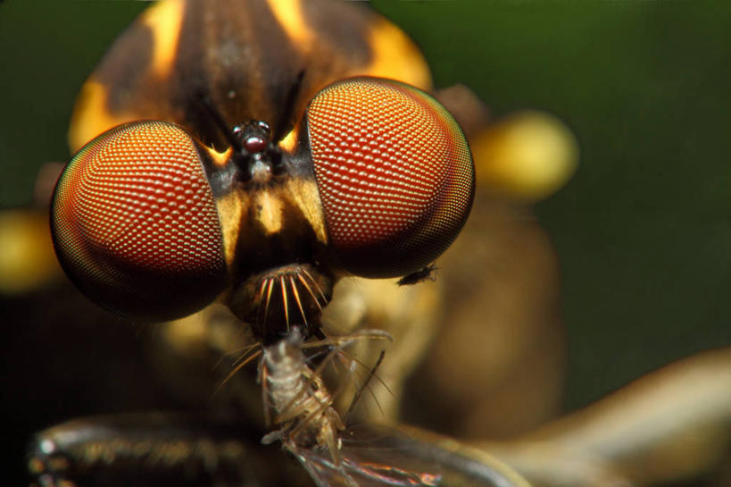 无人,吃,横图,室外,白天,微距,贪欲,巴西,昆虫,褐色,黄色,自然,动物,两只,摄影,头像,食虫虻,复眼