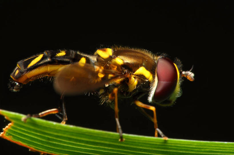 无人,横图,室外,特写,侧面,叶子,巴西,黑色背景,昆虫,摄影,栖息,食蚜蝇,复眼,彩图