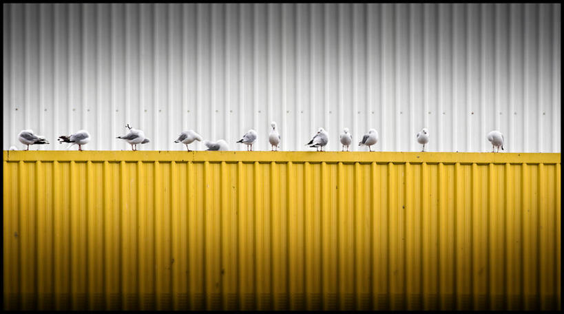 无人,横图,室外,白天,车库,海鸥,野生动物,新西兰,一排,一群,许多,整齐,鸟类,集装箱,很多,货柜,泰晤士河,排列,容器,箱子,运输,摄影,栖息,队列,物流,彩图,陨铁,海上运输