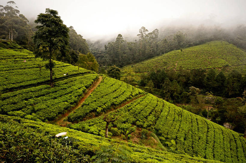 无人,横图,室外,白天,农业,美景,山,雾,斯里兰卡,丰富,景观,山谷,树,绿色,自然,景色,摄影,生长,灌木,宁静,自然风光,种植园,努沃勒埃利耶,彩图