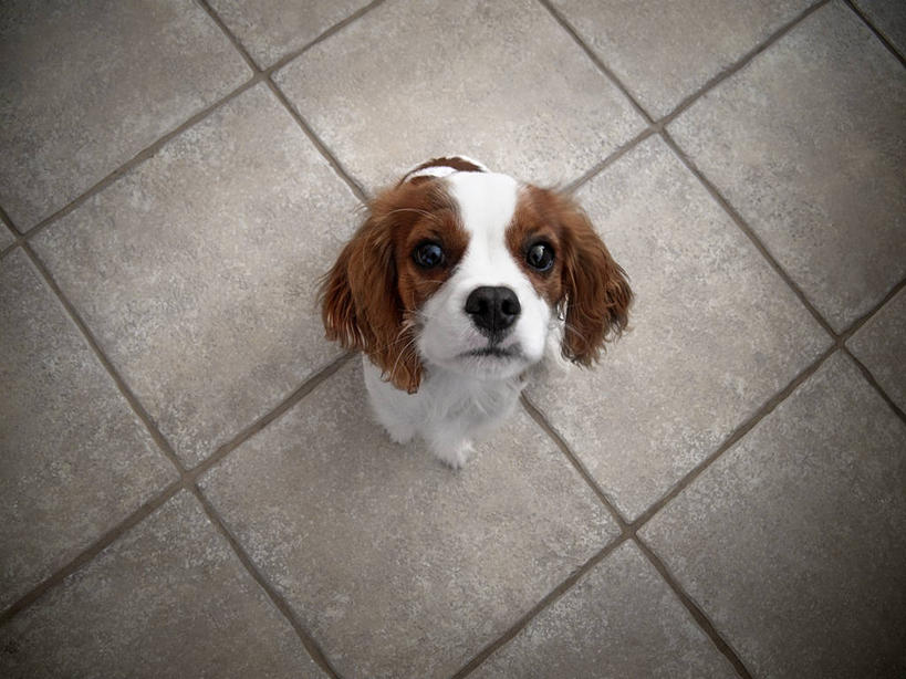 无人,坐,横图,俯视,室外,白天,宠物,美国,摄影,砖地,加利福尼亚,肖像,查理王小猎犬,彩图,高角度拍摄