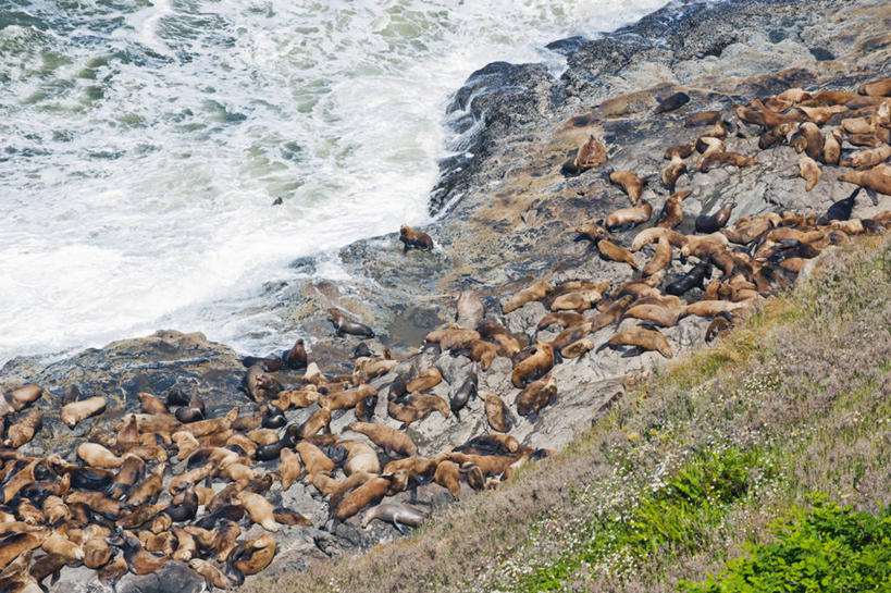无人,横图,俯视,室外,白天,日光浴,海狮,野生动物,美国,一群,许多,海岸线,河岸,很多,自然,波浪,休息,摄影,俄勒冈州,岩石,彩图,高角度拍摄