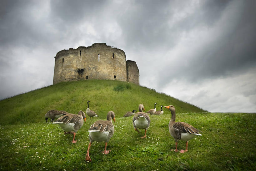 无人,攀登,横图,室外,白天,仰视,山,多云,建筑,野生动物,英国,许多,鸟类,城堡,很多,历史,废墟,草,自然,摄影,加拿大黑雁,约克郡,彩图,低角度拍摄