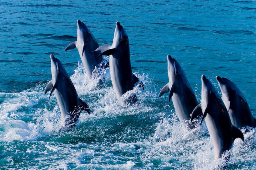 无人,横图,室外,白天,海浪,海洋,海豚,野生动物,菲律宾,表演,摄影,鳍,出示,彩图,舞蹈