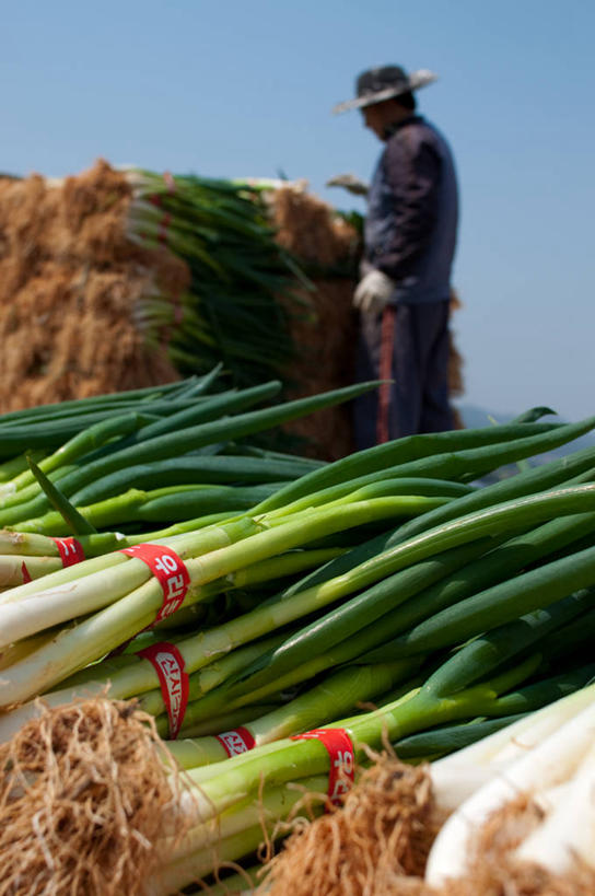 成年人,一个人,农民,站,竖图,室外,白天,农业,卡车,洋葱,帽子,韩国,仅一个男性,丰富,工作,串,摄影,收获,堆,清新,玉葱,装货,健康食物,全罗北道,荷兰葱,圆葱,洋葱头,球葱,葱头,彩图