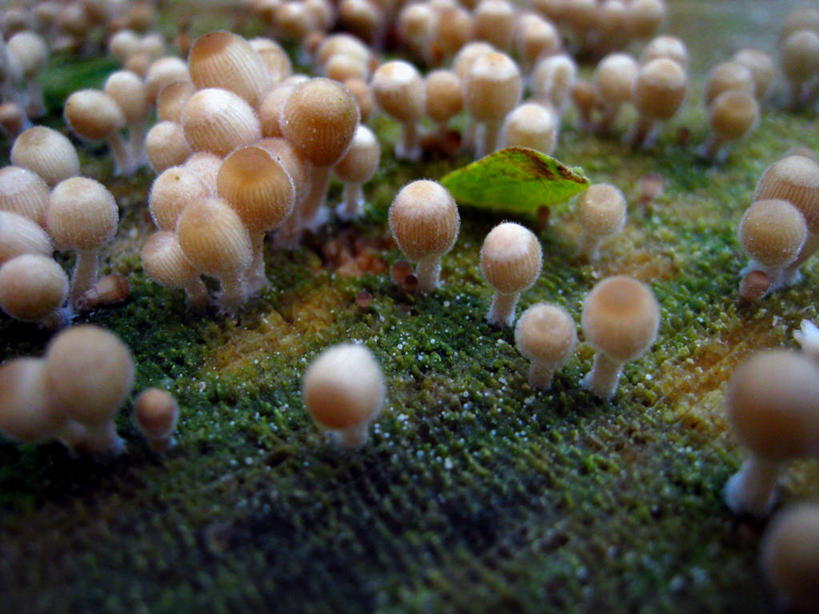 无人,横图,室外,特写,白天,美国,丰富,小的,蘑菇,苔藓,摄影,生长,夏威夷群岛,太平洋岛屿,彩图