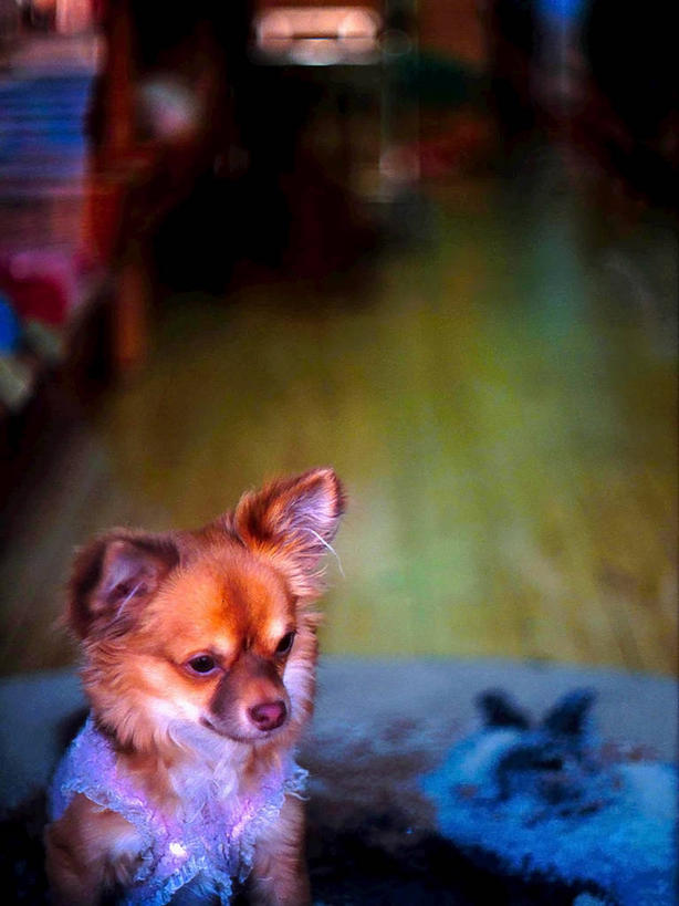 无人,坐,竖图,室内,白天,纯洁,宠物,狗,日本,思考,可爱,童年,童趣,摄影,童真,烂漫,无邪,神户,天真,半身,彩图,好奇心