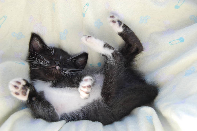 无人,横图,室内,白天,纯洁,宠物,猫,美国,小猫,床上用品,动物,放松,可爱,童年,童趣,摄影,童真,烂漫,无邪,柔和,天真,闭着眼睛,仰卧,彩图,小睡