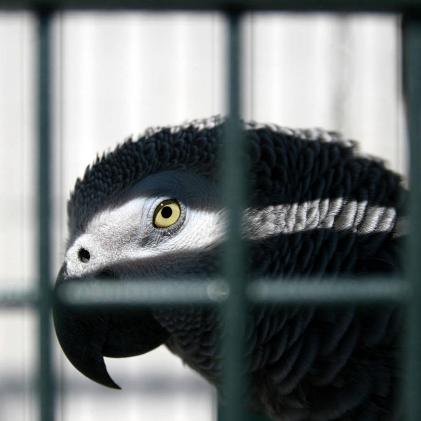 无人,方图,室外,特写,白天,宠物,鹦鹉,英国,鸟笼,摄影,彩图