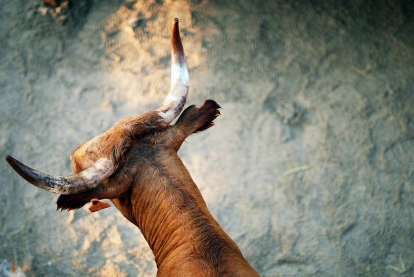 无人,横图,俯视,室外,白天,锻炼,快乐,比赛,运动,竞争,斗牛,牛,西班牙,沙子,娱乐,休闲,摄影,体育运动,体育,彩图,高角度拍摄,健身,西班牙斗牛