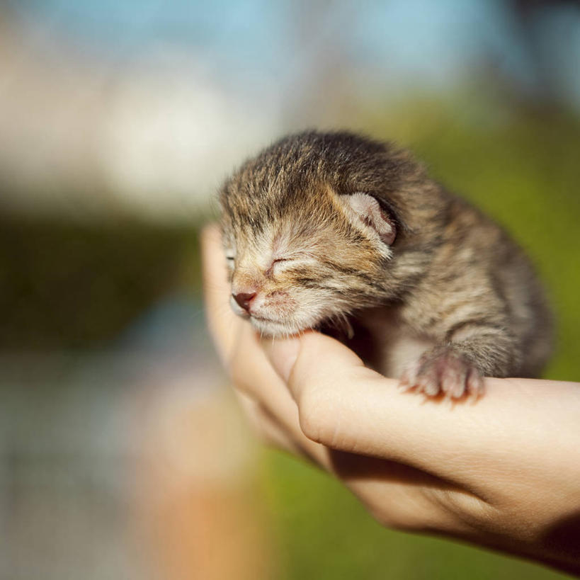 手,手掌,一个人,方图,室外,特写,白天,纯洁,宠物,猫,西班牙,小的,小猫,动物,可爱,童年,童趣,人体,摄影,保护,部分,童真,烂漫,无邪,斑纹猫,天真,信任,闭着眼睛,睡觉,彩图