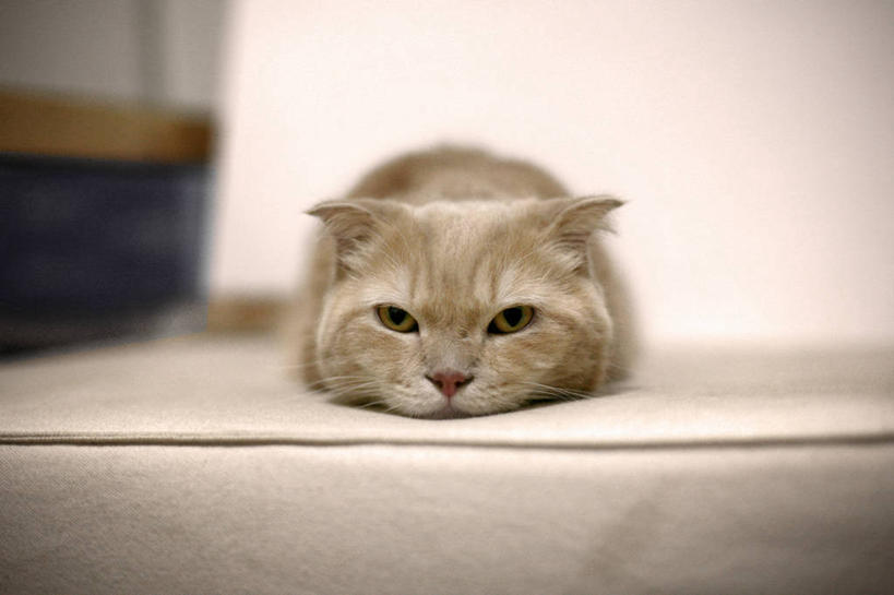 无人,横图,室内,白天,正面,纯洁,懒惰,宠物,猫,新加坡,趴着,休息,放松,可爱,童年,童趣,摄影,肖像,童真,烂漫,无邪,无忧无虑,天真,彩图