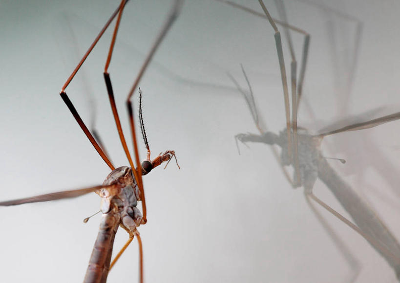 无人,横图,特写,窗户,野生动物,反射,摄影,部分,盲蛛,彩图,影棚拍摄