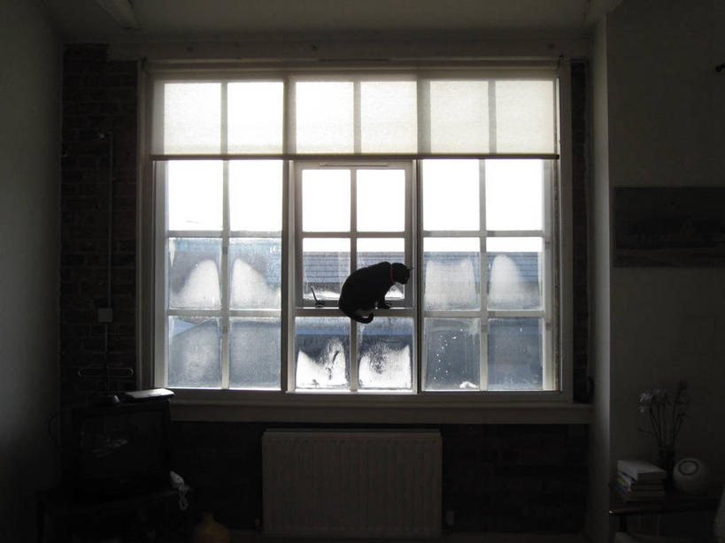 无人,坐,横图,室内,白天,寂寞,宠物,猫,日光,英国,首都,窗台,摄影,窗框,剪影,彩图,独处