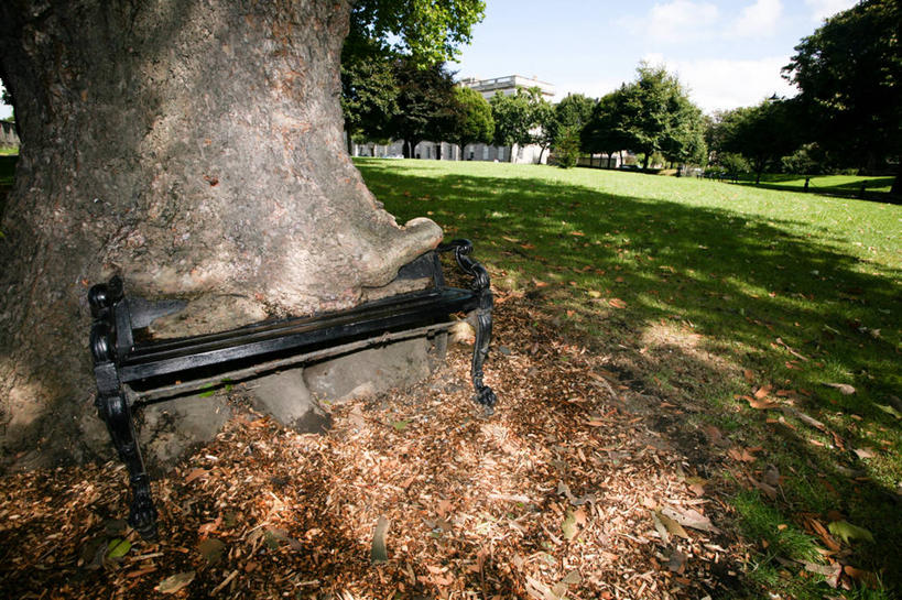 无人,公园,横图,室外,白天,叶子,椅子,爱尔兰,缠绕,长椅,首都,草,树干,自然,摄影,彩图