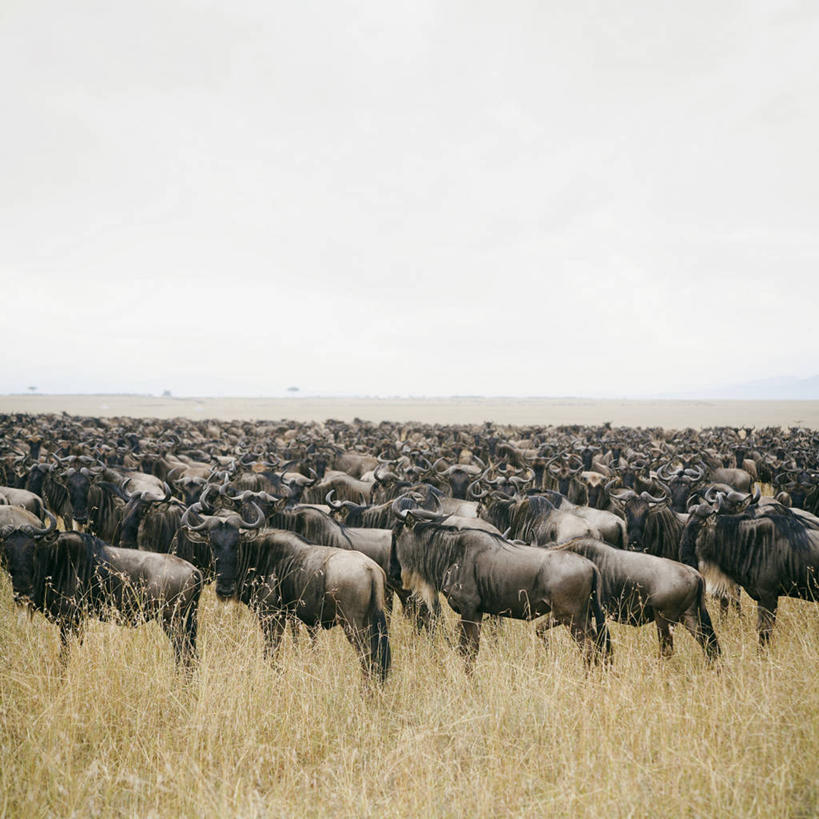 无人,站,方图,室外,白天,留白,肯尼亚,一群,许多,丰富,地平线,很多,平原,摄影,非洲大羚,彩图