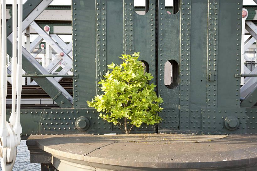 无人,横图,室外,白天,建筑,英国,小的,钢铁,桥,首都,树,自然,树苗,摄影,生长,决心,反差,彩图