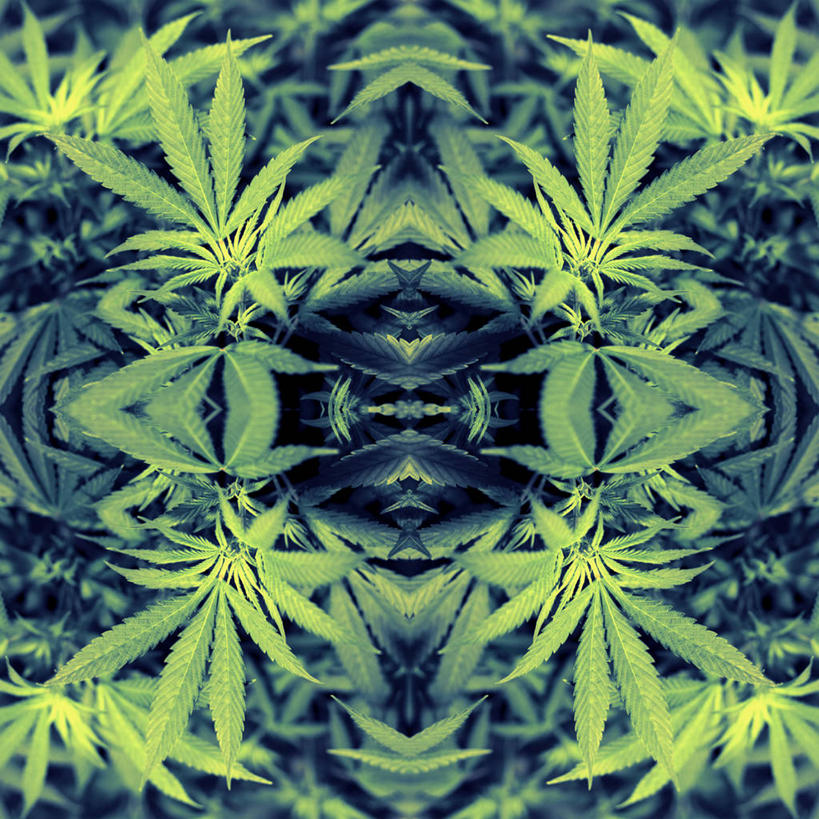 无人,方图,室外,白天,叶子,西班牙,绿色,自然,摄影,生长,逼迫,强迫,上瘾,彩图,全画面,全框架,全帧,全画幅,强制,胁迫