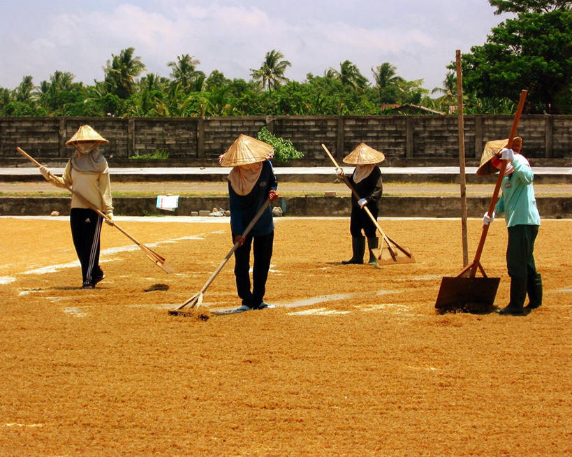 四个人,站,横图,室外,白天,农业,棕榈树,印度尼西亚,朦胧,模糊,工作,篱笆,遮,遮掩,摄影,耙子,掩盖,遮挡,遮盖,掩饰,南苏拉威西省,彩图
