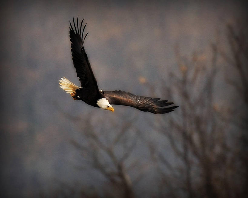 无人,横图,室外,白天,自由,美国,半空,飞,摄影,白头鹰,马里兰,彩图