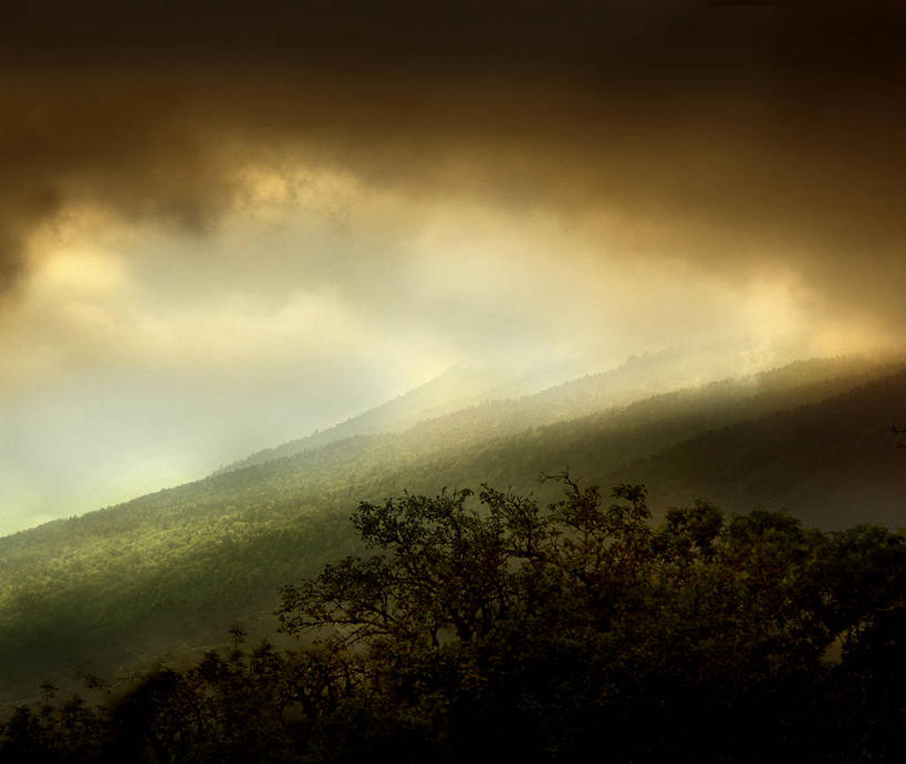 无人,横图,俯视,室外,白天,森林,山,雾,法国,天气,风景,摄影,树梢,彩图,高角度拍摄