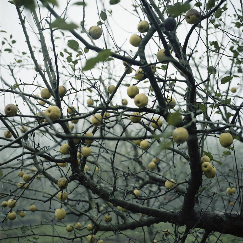 无人,方图,室外,白天,苹果,水果,英国,冬天,饮食,树,天空,自然,摄影,生长,清新,苹果树,彩图