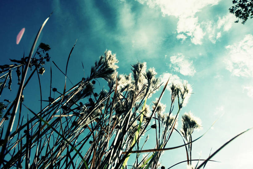 无人,横图,室外,特写,白天,仰视,美景,美国,景观,田地,云,草,天空,自然,景色,摄影,生长,宁静,自然风光,德克萨斯,奥斯汀镇,彩图,低角度拍摄