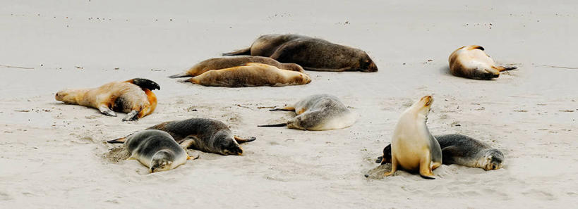 无人,横图,全景,室外,白天,哺乳动物,野生动物,澳大利亚,沙子,天空,自然,动物,放松,可爱,摄影,活泼,海狗,腽肭兽,海熊,睡觉,彩图