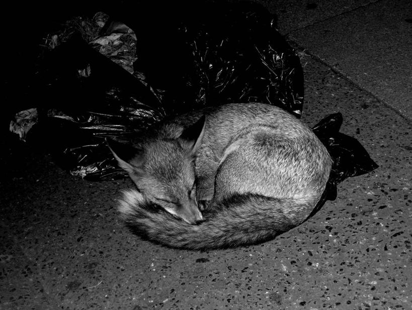 无人,横图,黑白,室外,夜晚,狐狸,野生动物,英国,欧洲,人行道,英格兰,放松,摄影,垃圾袋,西欧,大不列颠,大不列颠及北爱尔兰联合王国,大不列颠及爱尔兰联合王国,萨塞克斯,萨塞克斯郡,苏塞克斯,东萨塞克斯郡,睡觉,大不列颠王国,大英帝国,联合王国,日不落帝国