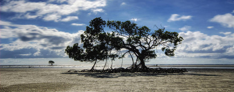 无人,横图,全景,室外,白天,澳大利亚,沙子,云,树,天空,自然,摄影,巨大,庞大,生长,退潮,宁静,昆士兰州,宏大,硕大,伟大,海滩,彩图,红树林