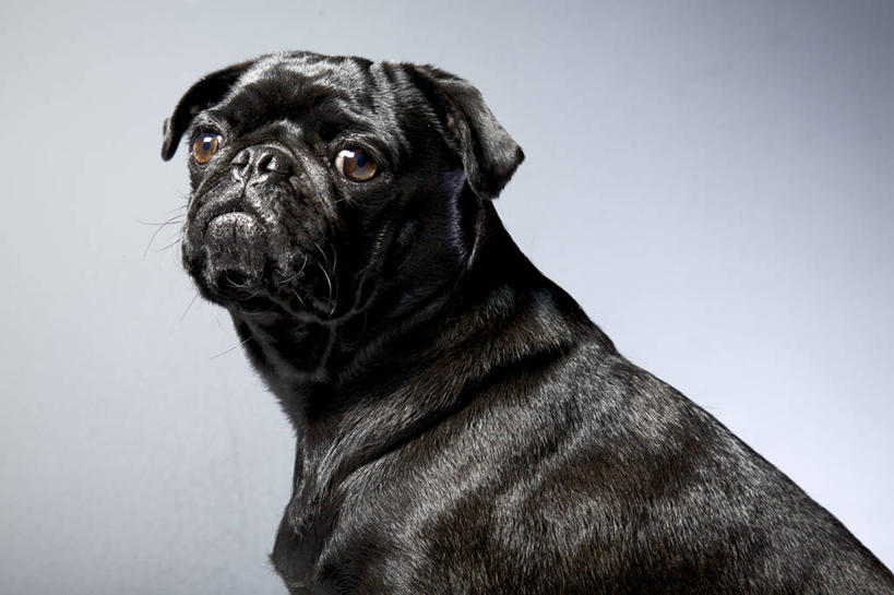 无人,横图,特写,灰色背景,小的,黑色,家畜,摄影,哈巴狗,彩图,影棚拍摄