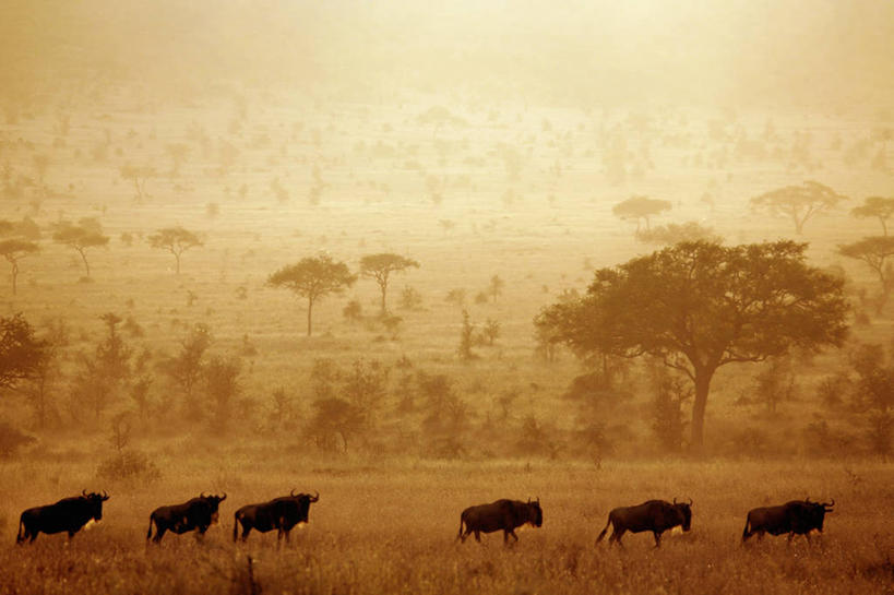 无人,横图,室外,侧面,日落,野生动物,坦桑尼亚,草,树,自然,摄影,剪影,非洲大羚,塞伦盖蒂国家公园,步行,彩图,横越