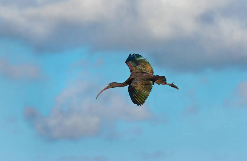 无人,横图,室外,侧面,野生动物,美国,鸟类,云,飞,天空,自然,黄昏,摄影,北美,北美洲,美洲,朱鹭,佛罗里达,佛罗里达州,佛州,阳光州,北亚美利加洲,亚美利加洲,彩图,美利坚合众国