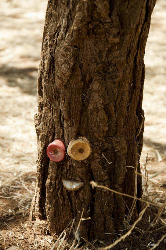 无人,竖图,室外,特写,白天,日光,叙利亚,首都,树,树干,自然,摄影,生长,幽默,笑脸,想象,想法,大马士革,彩图