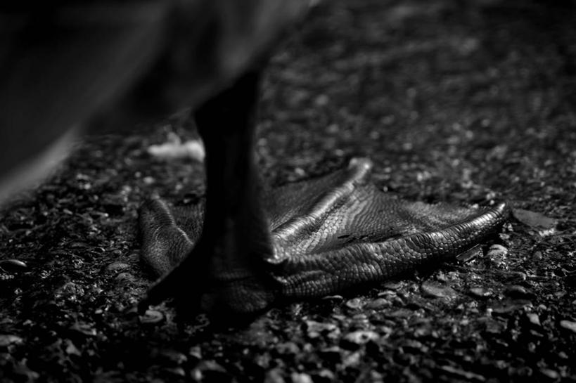 无人,横图,黑白,室外,特写,野生动物,英国,鸭子,摄影