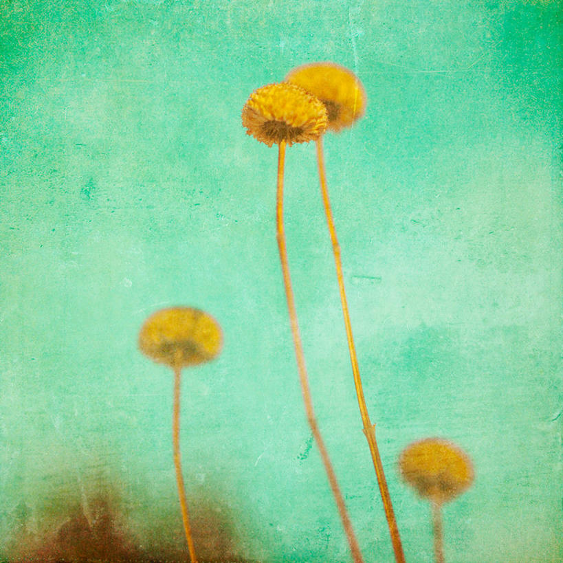 无人,方图,室外,白天,河流,加拿大,茎,花,自然,四个,摄影,脆弱,清新,柔焦,魁北克,蒙特利尔,彩图