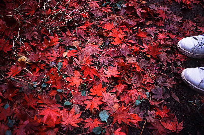 一个人,横图,室外,白天,鞋子,叶子,日本,许多,丰富,很多,自然,人体,摄影,落下,部分,脆弱,清新,改变,足,神户,秋天,彩图