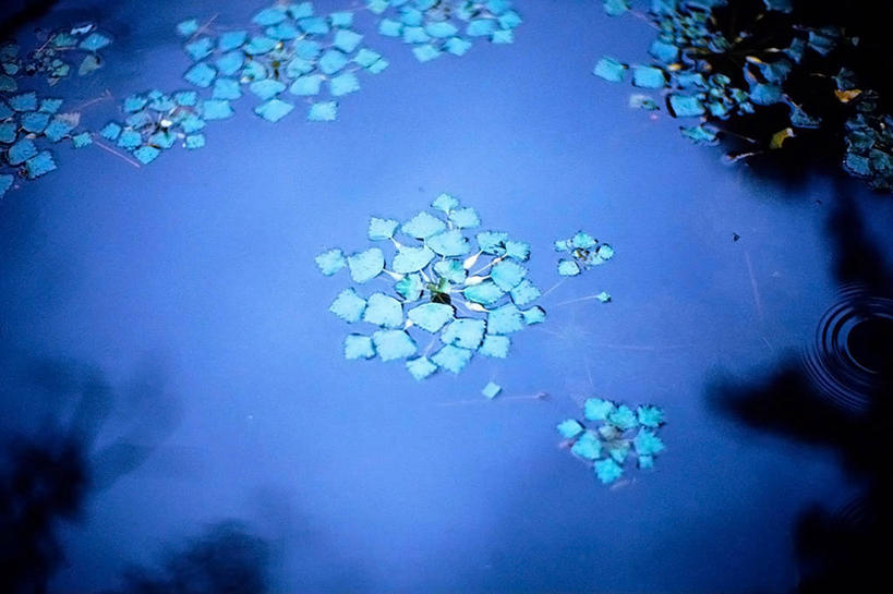 无人,横图,俯视,室外,白天,美景,莲花,日本,漂浮,池塘,景观,自然,景色,摄影,生长,宁静,脆弱,清新,自然风光,神户,彩图,高角度拍摄