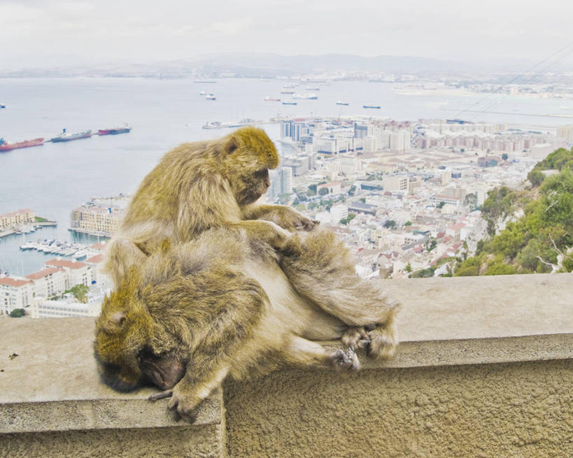 无人,横图,室外,白天,旅游,度假,海洋,美景,城市风光,城市,野生动物,猴子,景观,娱乐,天空,动物,地标建筑,两只,享受,休闲,景色,放松,摄影,清理,地中海猕猴,直布罗陀,彩图,旅行