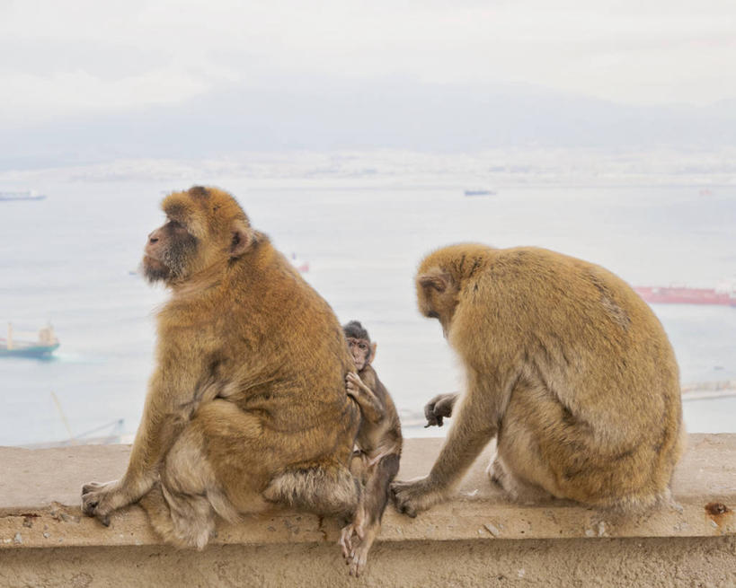 无人,坐,横图,室外,白天,海洋,野生动物,猴子,三只,天空,握紧,摄影,机敏,直布罗陀,彩图