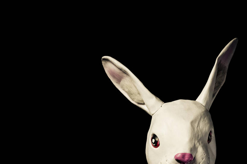 无人,横图,特写,留白,意大利,黑色背景,童年,摄影,家兔,彩图,影棚拍摄