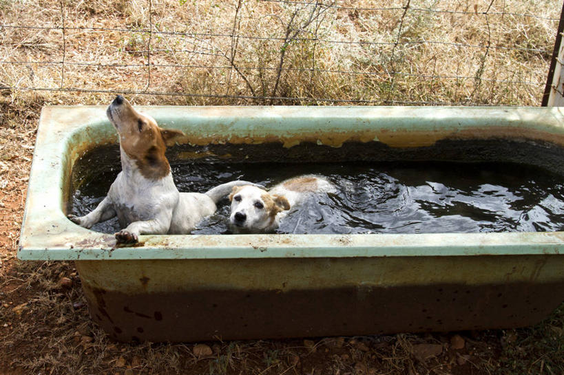 游泳,无人,横图,俯视,室外,白天,宠物,狗,澳大利亚,杰克罗素梗,草,动物,两只,浴盆,家畜,可爱,摄影,幽默,忠诚,帕尔森罗塞尔梗,新南威尔士,杰克拉西尔梗,杰克.拉瑟梗,犬,彩图,高角度拍摄