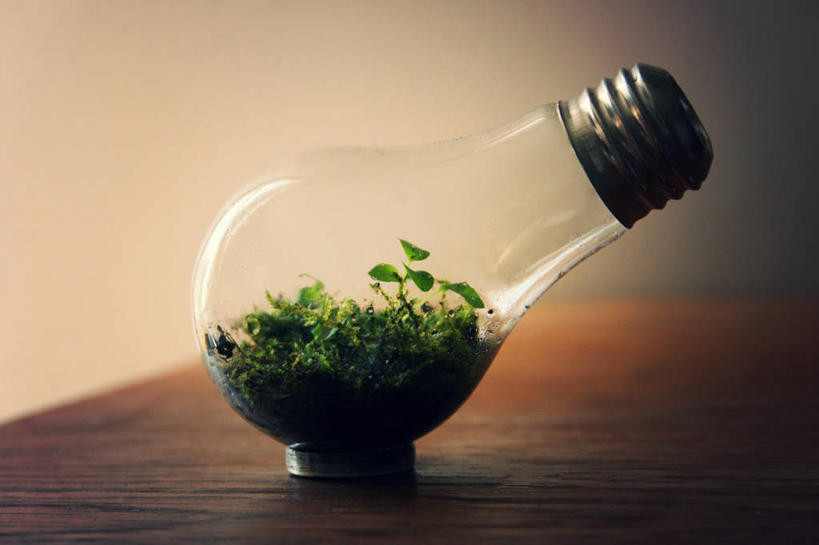 无人,横图,室内,特写,植物,桌子,美国,木制,自然,玻璃缸,平衡,摄影,生长,电,电灯泡,环境保护,想法,彩图