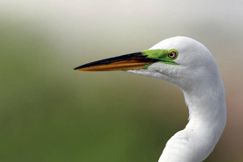 无人,横图,室外,特写,野生动物,羽毛,威尼斯,美国,鸟类,动物,摄影,部分,大白鹭,北美,北美洲,美洲,喙,佛罗里达,佛罗里达州,佛州,阳光州,北亚美利加洲,亚美利加洲,颈,彩图,美利坚合众国