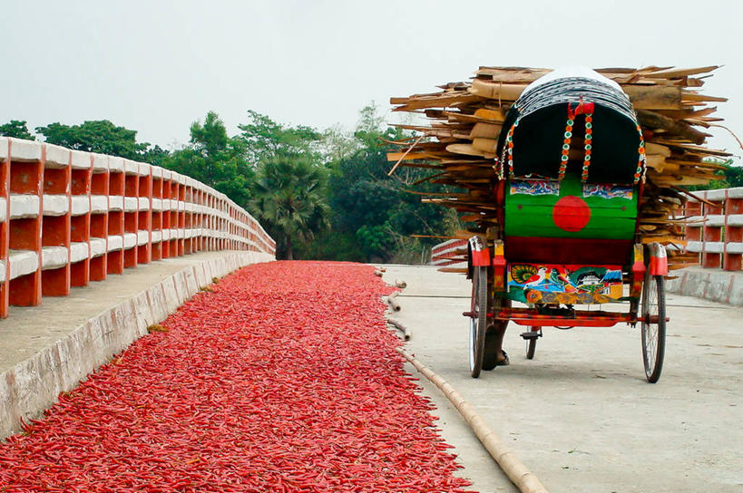一个人,拉,横图,室外,白天,树林,国旗,孟加拉国,亚洲,朦胧,模糊,乡村,桥,黄包车,首都,树,背面,天空,运输,摄影,南亚,写实,孟加拉人民共和国,达卡,红辣椒,彩图,旅行,传统文化