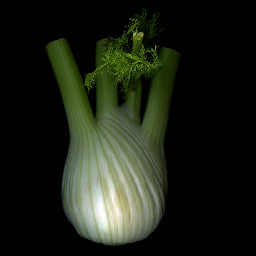 无人,方图,特写,蔬菜,英国,黑色背景,新鲜,食品,饮食,食物,一个,茴香,摄影,有机食品,绿色食品,影棚,单个,草本,清新,摄影棚,健康食物,彩图,影棚拍摄,拍摄