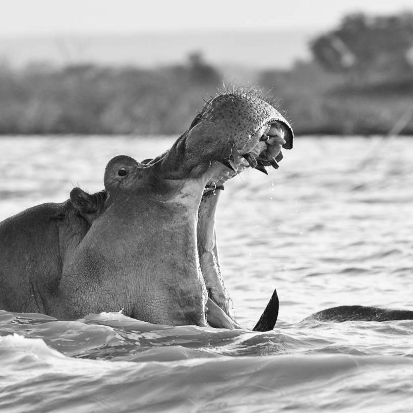 无人,方图,黑白,室外,特写,白天,湖,河马,野生动物,肯尼亚,波浪,张嘴,摄影,巨大,庞大,张大嘴巴,宏大,硕大,伟大,巴林哥湖,张开嘴